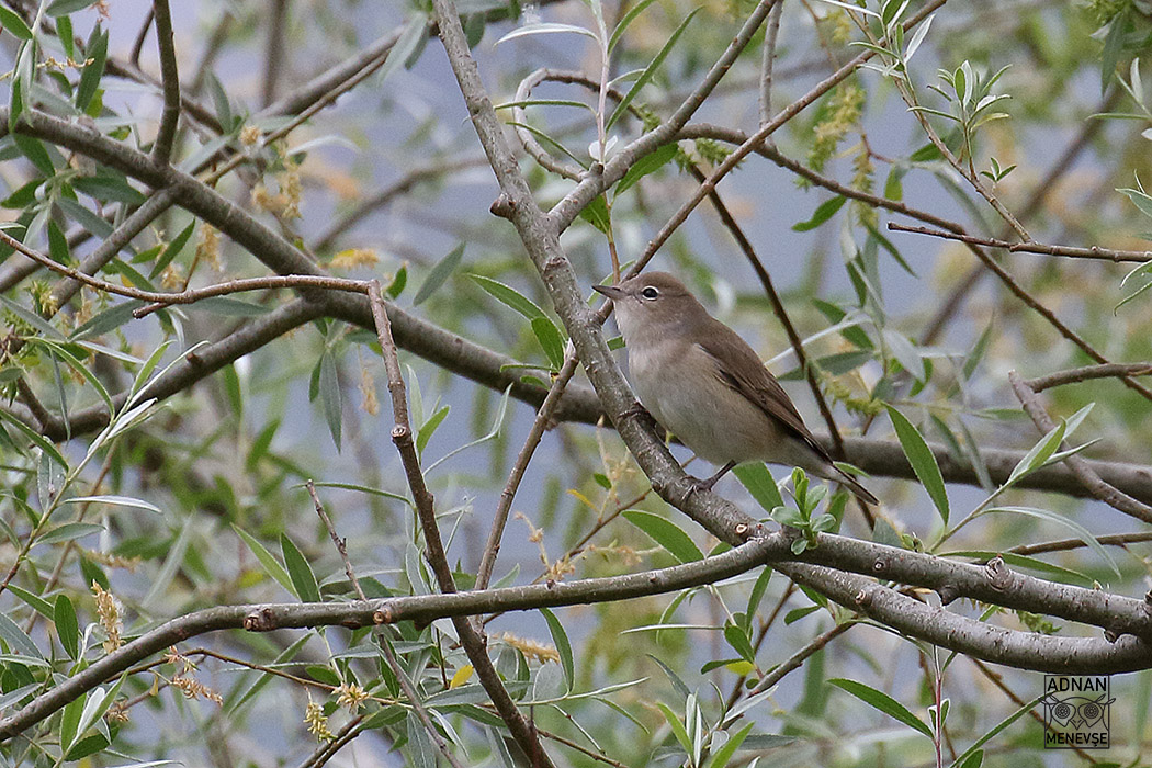 Garden Warbler